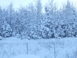 more snowy trees 001